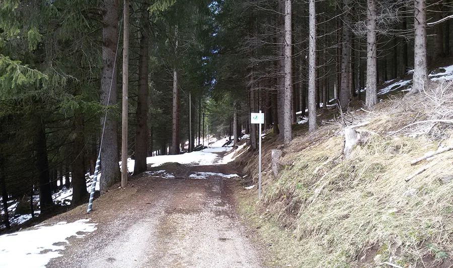 Norway spruce logs