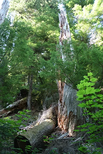 Foresta